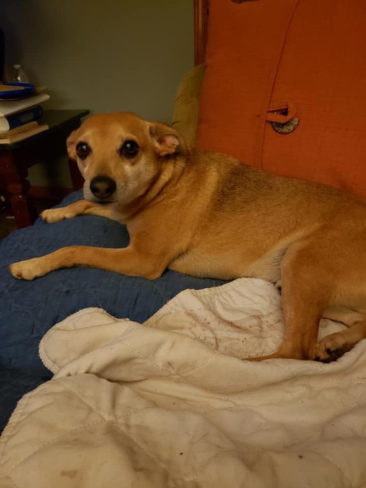 Buddy